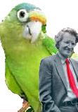 parakeet